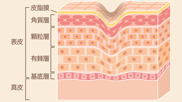 シワ部分の肌断面