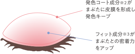 発色コート成分※2が瞼に被膜を形成し発色キープ フィット成分※3がまぶたの密着力をアップ